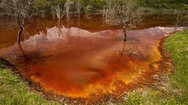 Raport ONU: Un milion de specii sunt ameninţate cu DISPARIȚIA de oameni. Rata de extincție, cea mai mare din ultimii 10 milioane de ani (FOTO)