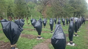 Primăria Sânmartin a amplasat 600 de cruci fără aviz în Cimitirul Valea Uzului, pe locuri în care erau îngropați soldați unguri și români