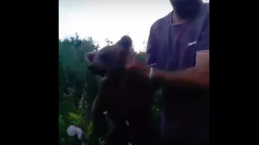 Pui de URS, chinuit de mai mulți romi din Brașov (VIDEO)