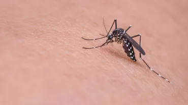 ALERTĂ în Grecia! Avertisment pentru TURIȘTI din cauza virusului West Nile. Boala poate fi FATALĂ