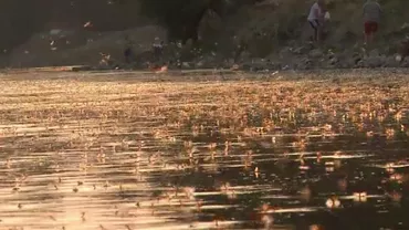 Spectacol rarisim al naturii. Milioane de efemeride, pe râul Mureș, în a doua zi de Rusalii (VIDEO)