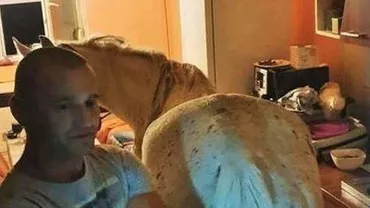 Viața bate filmul! Un român ținea un cal în bucătăria garsonierei sale de la etajul 4 (VIDEO)