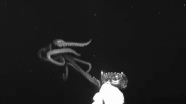Momentul în care un submersibil a filmat un calamar de peste trei metri (VIDEO)