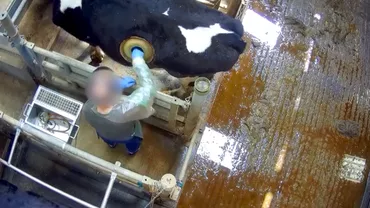 Gestul barbar al unui centru zootehnic din Franța. A făcut găuri în stomacurile vacilor pentru 'reducerea poluării' (VIDEO)