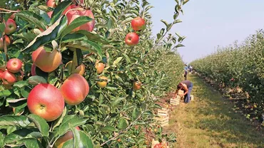 Austria, primul stat-membru UE care interzice controversatul glifosat, erbicidul suspectat că ar fi cancerigen