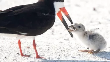 O pasăre i-a dat puiului ei să mănânce un smoc de ţigară crezând că este un peşte (FOTO)