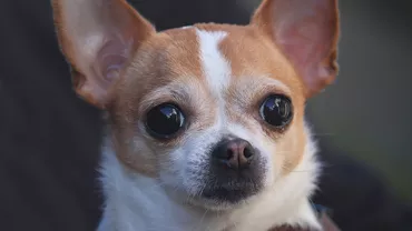 Un câine chihuahua a fost RĂPIT de un PESCĂRUȘ. Proprietara este DISPERATĂ să-și recupereze patrupedul: „Era în grădină în acel timp și deodată...”