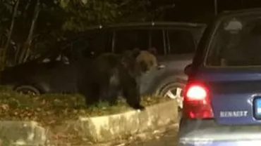 Brașov: Urșii au ieșit, azi-noapte, la vânătoare în Zărnești! Ce mesaj au primit cetățenii prin sistemul RO-ALERT