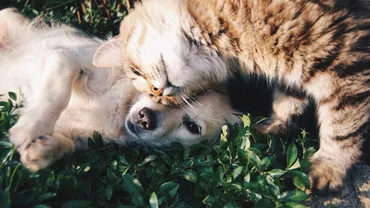 PREMIERĂ în România: RECENSĂMÂNT al animalelor de companie. Amenzile pentru stăpâni urcă până la 800 de lei