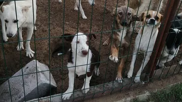 EXCLUSIV// Ce se întâmplă cu câinii aflați în curtea suspectului din Caracal: O asociație de profil încearcă să îi preia în custodie de la DIICOT Craiova