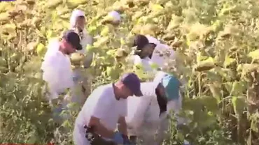 Cazul Caracal: Anchetatorii caută telefonul Luiziei Melencu într-un lan de floarea soarelui 