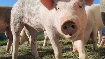 Pesta porcină face ravagii în Asia: Peste 5 milioane de animale au fost sacrificate