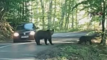 Imagini REVOLTĂTOARE! Un șofer încearcă să lovească cu mașina O URSOAICĂ ȘI PUIUL EI (VIDEO)