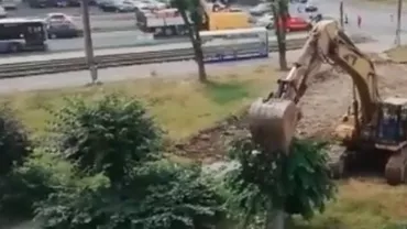 Copaci smulși din rădăcini, într-o parcare din Timișoara, cu acordul Agenției de Mediu  (VIDEO)