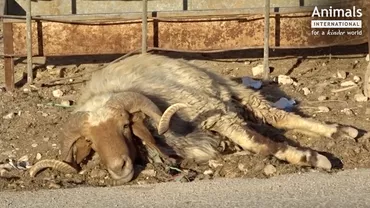 ACUZAȚII GRAVE: După ce Guvernul român a primit acces la filmări cu ANIMALE UCISE de căldură pe vapoare, premierul Dăncilă a efectuat o vizită în Golf pentru a perfecta o înțelegere cu transportatorul (IMAGINI ȘOCANTE)