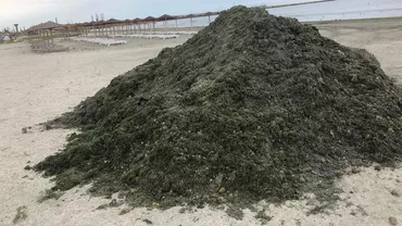 EXCLUSIV // Războiul algelor pe litoralul românesc: Proprietarii de plaje se plâng de faptul că modul lent de acțiune al autorităților afectează turismul / În acest an s-au strâns până acum 8.000 de tone de alge (FOTO)