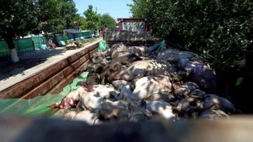 MĂCEL: Crescătorii de animale cer UCIDEREA TUTUROR PORCILOR pe o rază de 10 kilometri în jurul marilor ferme!