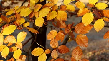 ALERTĂ METEO: Schimbare totală a vremii în România! Vezi cele mai afectate judeţe!