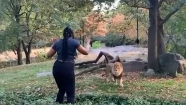 O femeie a sărit în îngrăditură unui leu dintr-o grădină zoologică pentru a dansa şi a-i face cu mâna (VIDEO)