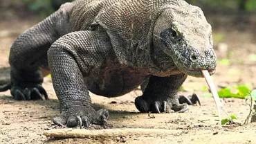 VARANII, vizitați cu limită. Autoritățile au impus restricții pentru turiștii de pe insula Komodo (FOTO)
