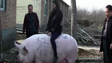 PORCI giganți, de dimensiunea unui URS POLAR, în China. Cum s-a ajuns la acest rezultat (VIDEO)