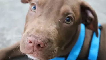 Emoționanta poveste a puiului de pitbull, care și-a sacrificat viața pentru a salva doi copii