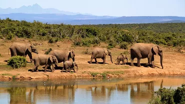 Seceta face RAVAGII în Zimbabwe! Peste 50 de elefanți au murit de foame într-un parc național