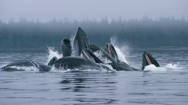 Un grup de balene a fost surprins prinzând pești cu ajutorul unor 'plase' din bule de aer (VIDEO)