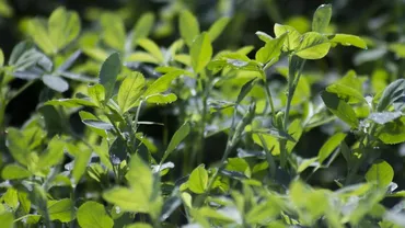 Pariul pe lucernă. Specialiștii aduc argumente pentru dezvoltarea culturilor agricole proteice