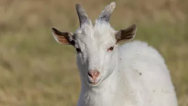 Caprele au salvat Biblioteca Prezidențială „Ronald Reagan” de incendiul devastator din California (VIDEO)