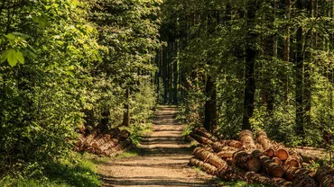Directorul Romsilva, acuzat de angajații instituției că a prejudiciat statul în dosarul privind retrocedarea a peste 43 de hectare de pădure. Gheorghe Mihăilescu este un apropiat al PSD (DOCUMENT)