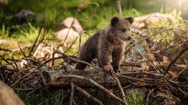 IMAGINI ȘOCANTE cu un pui de urs SFÂȘIAT de câini. Ce spune cel care a postat filmulețul pe internet și reacția activiștilor pentru protecția animalelor (VIDEO)
