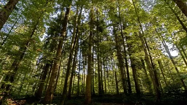 Replica directorului general Romsilva, după ce angajații din Serviciul Juridic l-au acuzat că a prejudiciat statul în dosarul privind retrocedarea a peste 43 de hectare de pădure