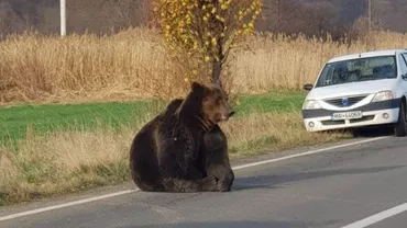 Harghita: Ursul lovit de mașină, lăsat să zacă ore în șir pe șosea, a fost ucis. Veterinarii susțin că animalul nu putea fi salvat (VIDEO)