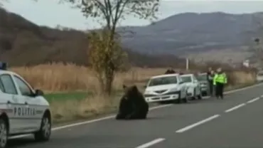 Cazul ursului lăsat să agonizeze pe șosea: IPJ Harghita anunță deschiderea unui dosar penal pentru braconaj, după ce animalul a fost ucis