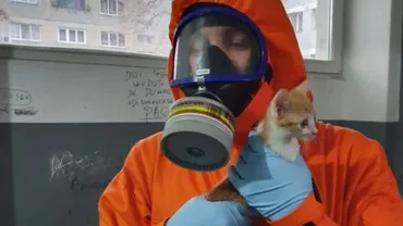 PISICILE rămase captive în blocul GROAZEI din Timișoara, salvate de pompieri