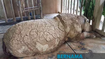 O specie de rinoceri a dispărut în totalitate din Malaezia. Unde se află ultimele exemplare în viaţă