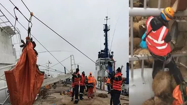 EXCLUSIV // Scandalul oilor ucise: O altă navă este pregătită să plece, marți noapte, cu o nouă încărcătură / Un vas de transport de animale refuzat în Portugalia pentru condiții neconforme a ajuns tot în Portul Midia (FOTO, VIDEO)