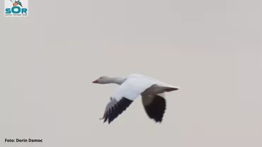 O nouă specie de pasăre pe teritoriul României: Cum a ajuns GÂSCA DE ZĂPADĂ în țara noastră (FOTO)