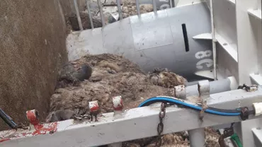 Noi imagini de pe „nava morții” din Portul Midia. Scene îngrozitoare, cu oile care și-au găsit sfârșitul în naufragiul Queen Hind (GALERIE FOTO, VIDEO)