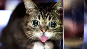 Celebra pisică Lil Bub s-a stins din viață la vârsta de 8 ani