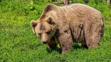 Panică totală! O ursoaică a făcut MASACRU într-o gospodărie! Animalele au murit pe capete