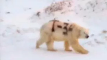 Un urs polar din Rusia a fost batjocorit de oameni cu vopsea (VIDEO)