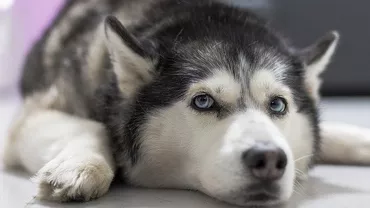 Caz INCREDIBIL în Marea Britanie! Un husky a provocat un incendiu. Cum a fost posibil...