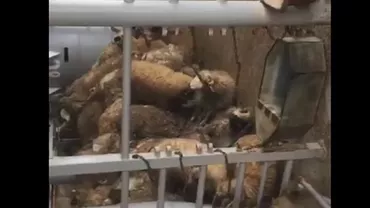 Dezastru ECOLOGIC în Portul Midia: Autoritățile au reușit să recupereze toate cadavrele de oi, după mai bine de o săptămână de la incident