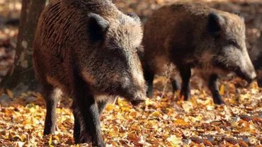 Pesta porcină bagă spaima în români! Populaţia, atenţionată că lemnele din pădure pot fi purtătoare ale virusului