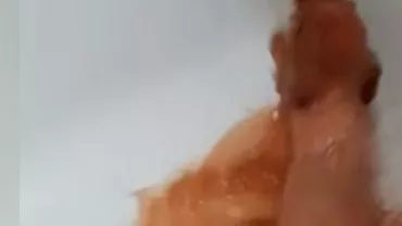 Umblă cu ‘CÂINELE VOPSIT’. Caz halucinant la Constanța: CULOAREA unui BICHON A IEȘIT LA PRIMA BAIE. Stăpânii au rămas mască (VIDEO)