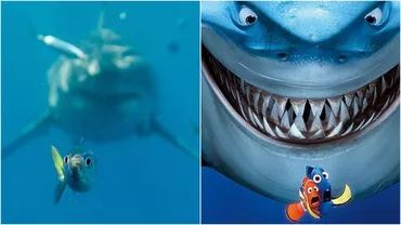 Poza zilei: Momentul rupt ca din 'Finding Nemo' în care un peştișor este urmărit de un rechin (FOTO