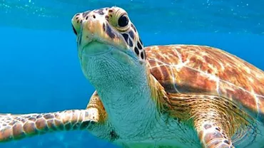 Trafic de broaște în Angola: 30 de ţestoase marine, confiscate de autorităţi