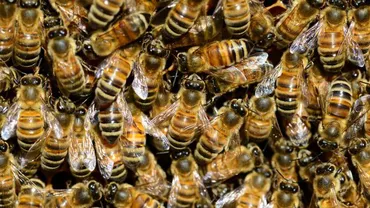 Incident ȘOCANT: Meci de fotbal, întrerupt din cauza unui roi de albine. Ce s-a întâmplat cu jucătorii (VIDEO)